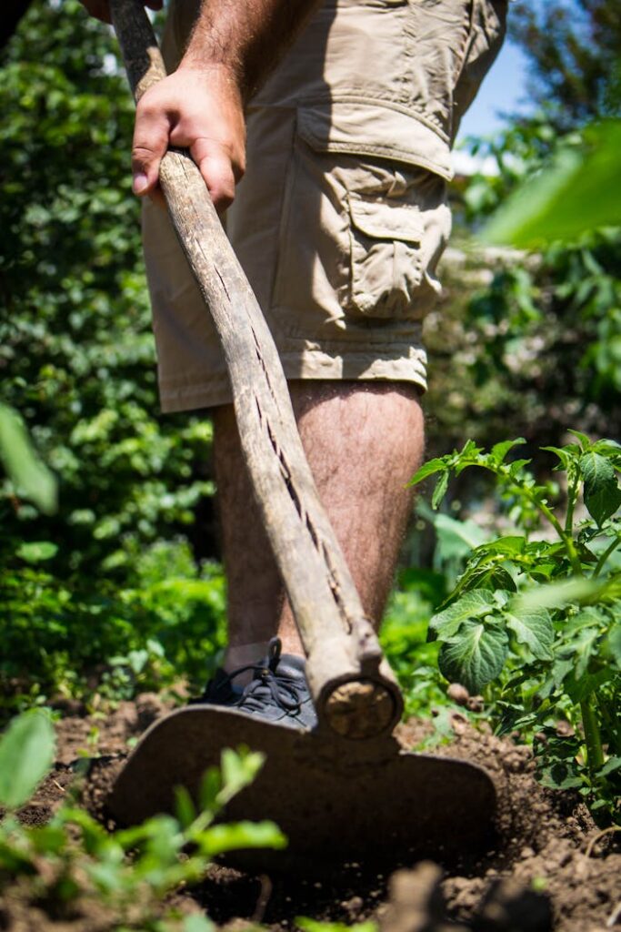 A gardener cultivates a vibrant vegetable garden on a sunny day, highlighting hands-on agriculture.