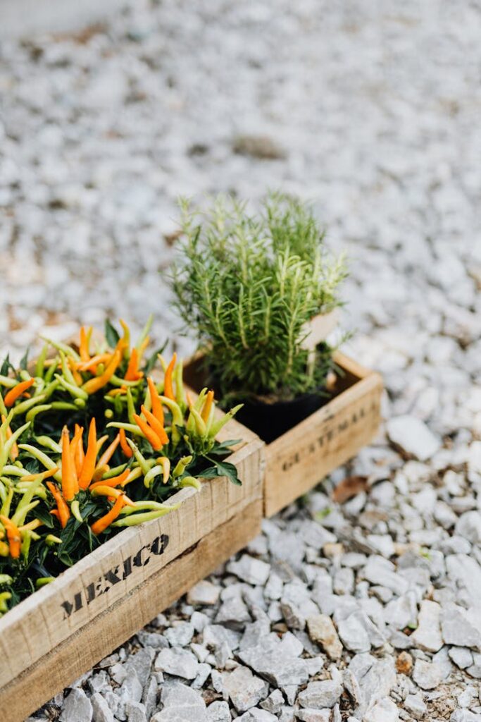 Crates of vibrant peppers and rosemary placed on a rocky ground outdoors.