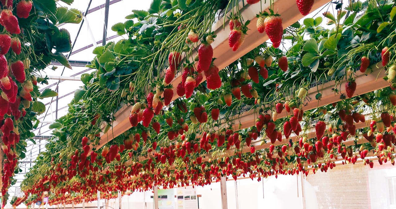 Abundant strawberries growing indoors in a modern greenhouse setup.