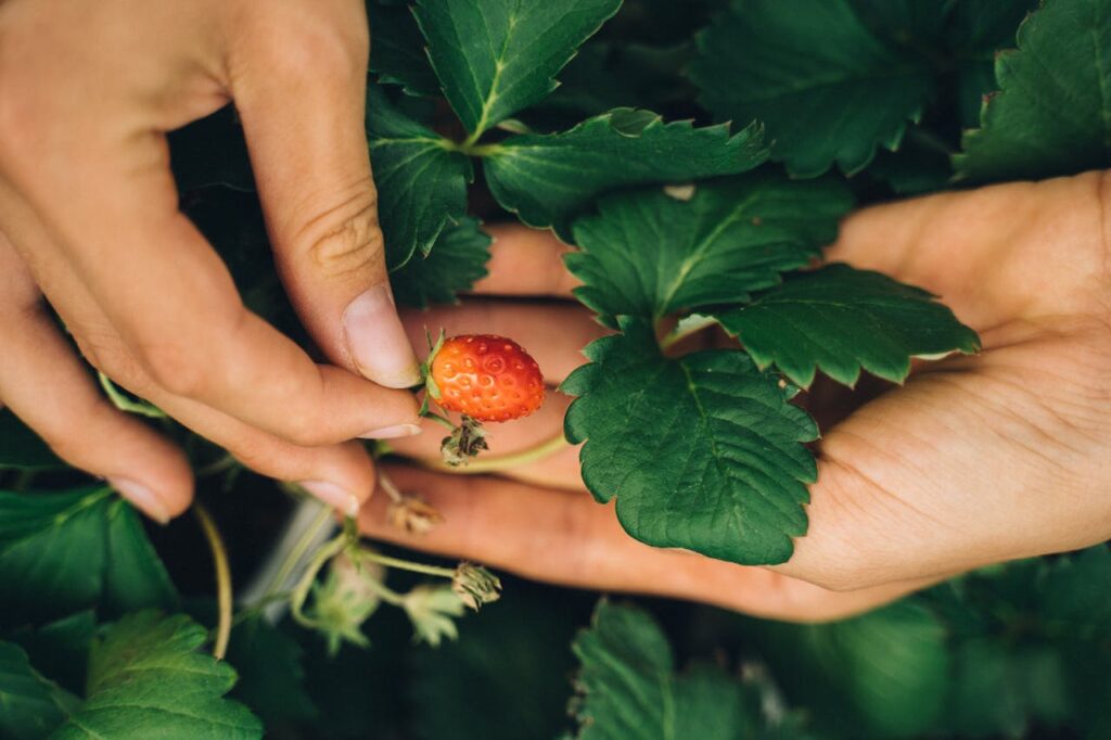 Close-up of hands holding a ripe strawberry surrounded by green leaves, symbolizing fresh harvest.