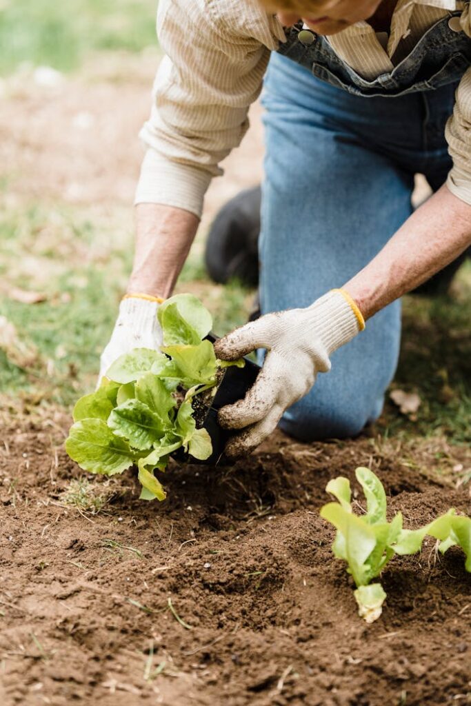 A gardener plants lettuce in a garden, focusing on sustainable horticulture practices.